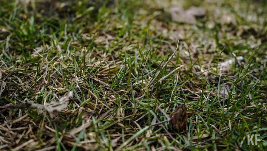 Россельхозцентр оценил состояние сельскохозяйственных культур.