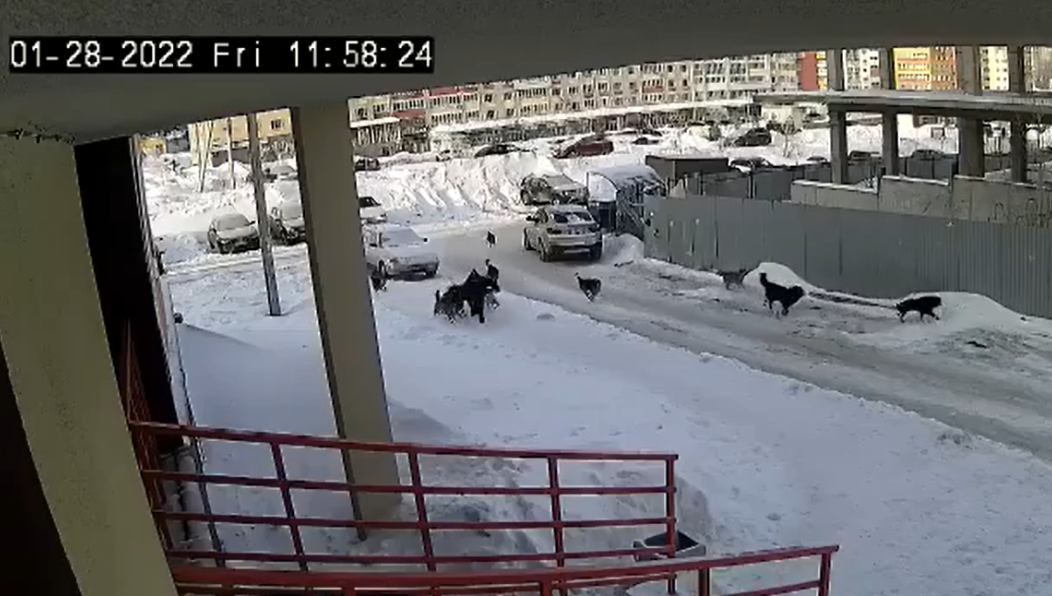 Мужчина кинул в одичавших животных предмет для уборки льда.