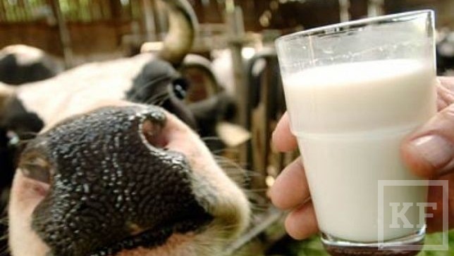 Впервые за много месяцев в Чистопольском районе остановлен спад в производстве молока