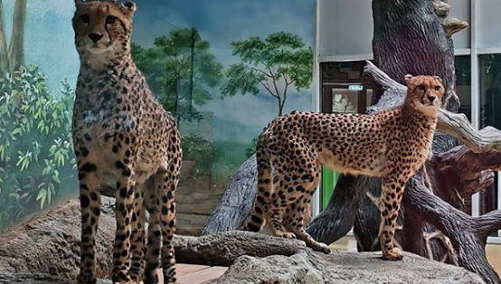 Татарстанцам предложили придумать для гепардов имена и получить пригласительный в зооботсад на всю семью.