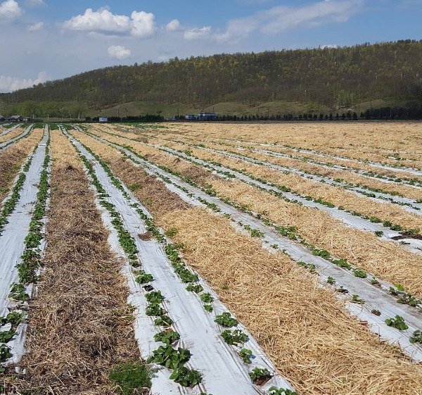 Instagram Хайруллина: урожай альметьевской клубники