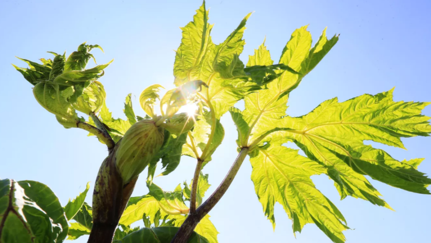 Все необходимые мероприятия по уничтожению растения нужно выполнить до 30 сентября этого года.