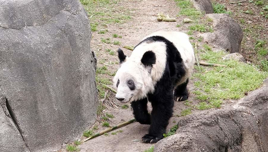 Соглашение о пребывании животного сначала заключили на 10 лет