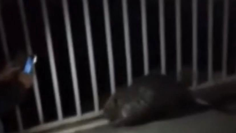 Юноша сделал фото животного со вспышкой