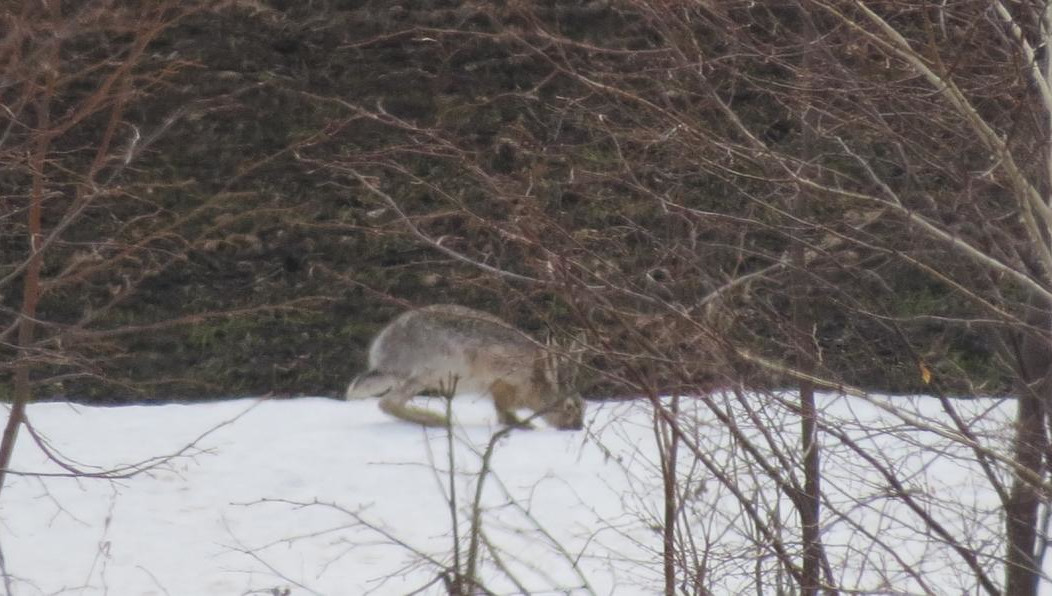 Зайцев-беляков насчитывается 8804