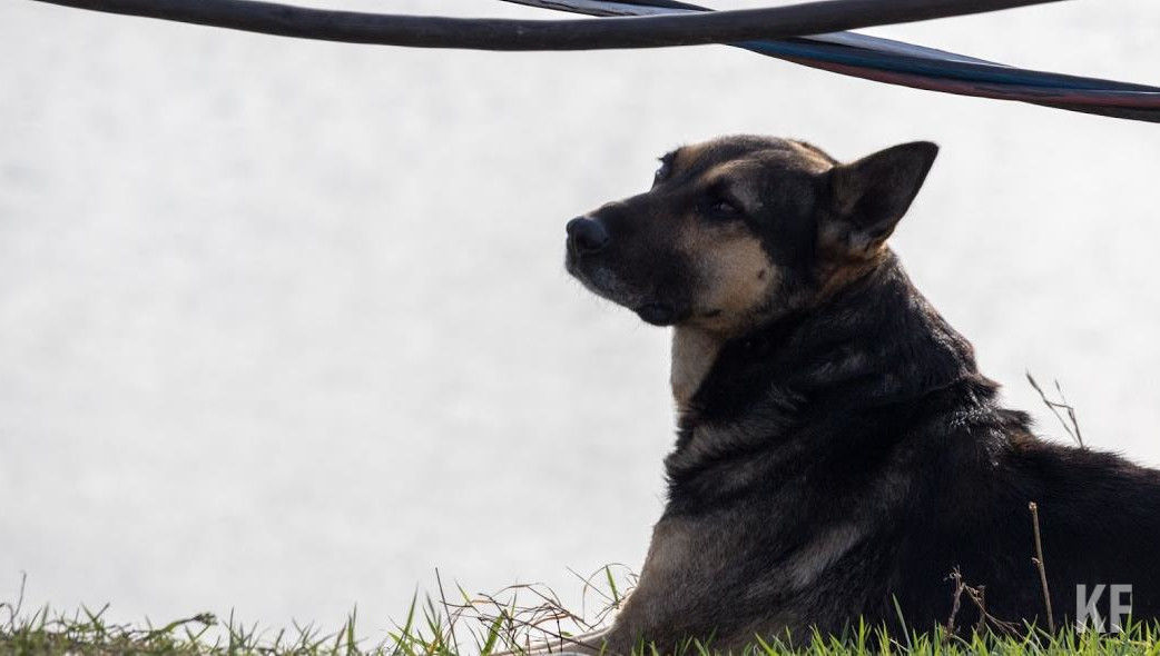 Также они провакцинируют их.