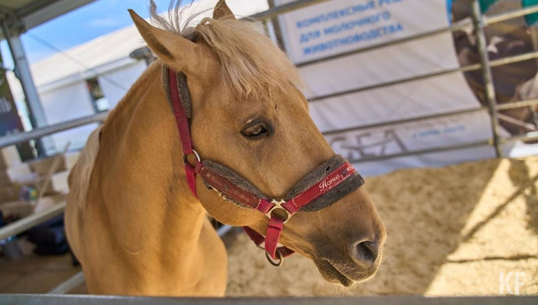 Фермерское хозяйство открыл уроженец села Верхний Берсут.