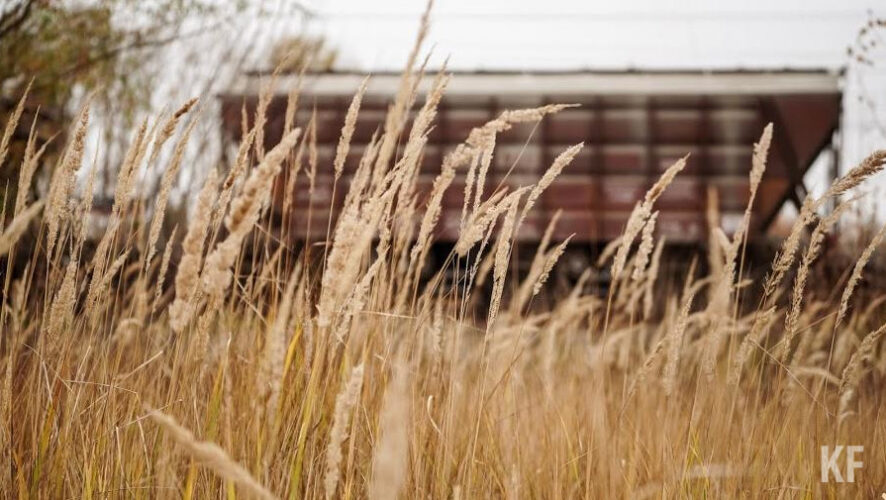 В республике&nbsp;обследовали посевы озимых культуры.