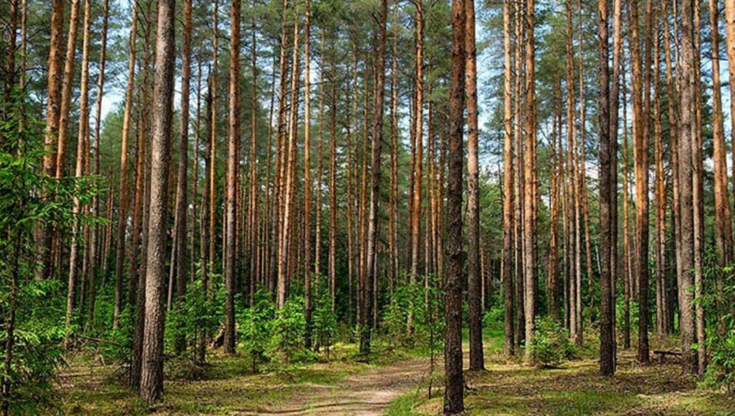 Памятник направлен на сохранение естественных и искусственных сосновых