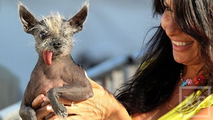 В США скончалась самая уродливая собака в мире. Песика звали Элвуд и он являлся помесью чихуахуа и китайской хохлатой собаки. Его признали самым страшным