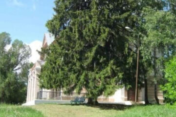 Дерево растет рядом с усадьбой дворян Молоствовых.