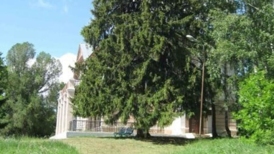 Дерево растет рядом с усадьбой дворян Молоствовых.