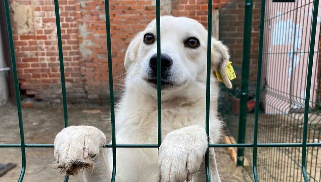 Для животных