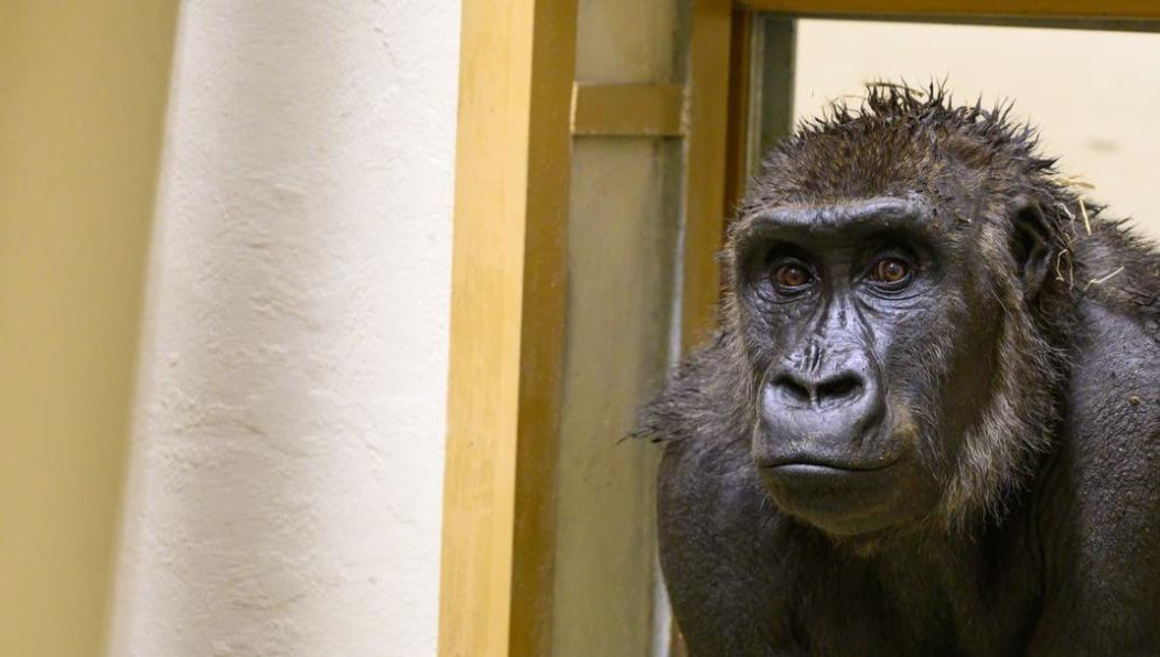 Животное сразу же стало изучать свой новый дом и готовить себе лежанку.