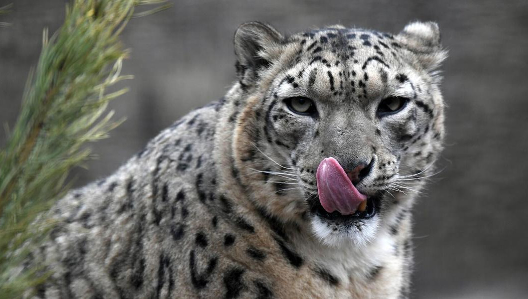 Рост численности ирбисов