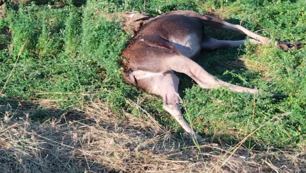Трагедия произошла около населенного пункта Дмитриевка.