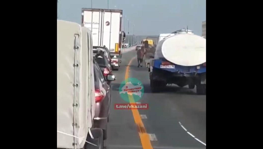 Животных сняли на видео ошарашенные автолюбители.