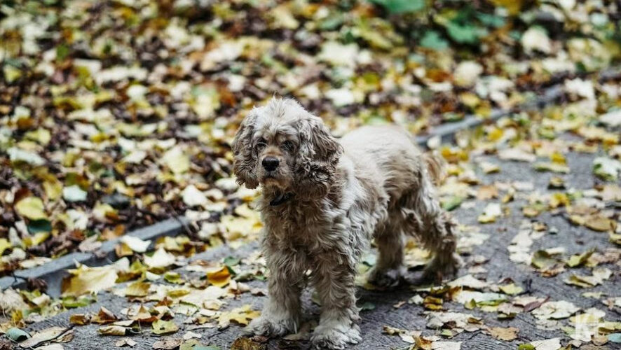 Он рассказал