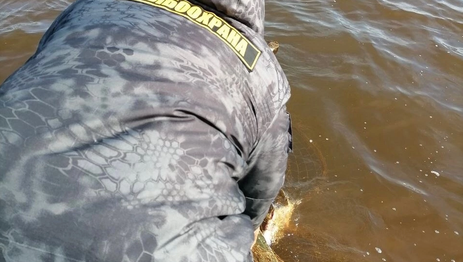 Из них выпустили в естественную среду обитания примерно 150 кг водных биоресурсов.