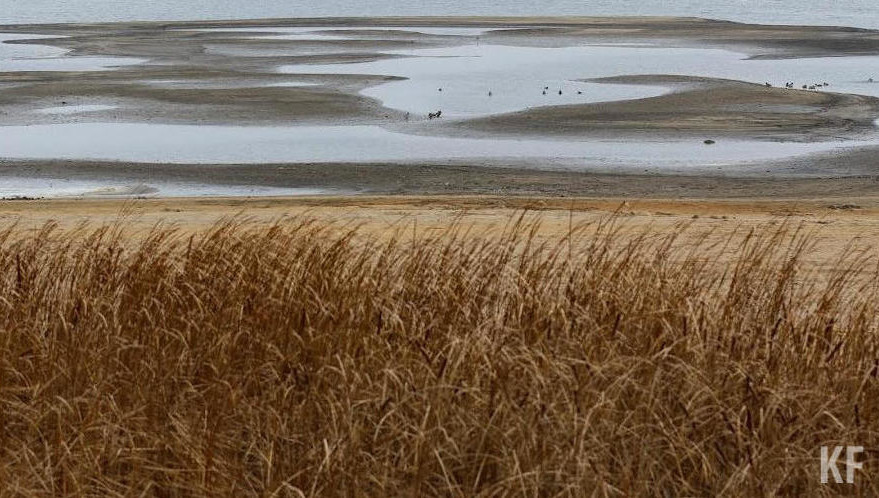 В этом году посевные площади составят 2