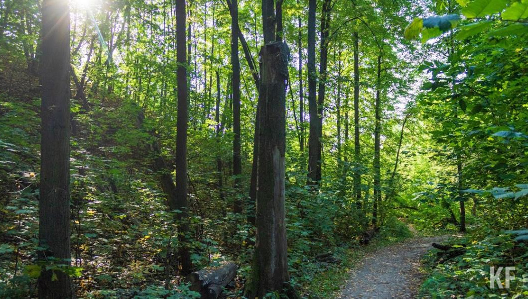 Речь идет о земле в Малошильнинском сельском поселении.