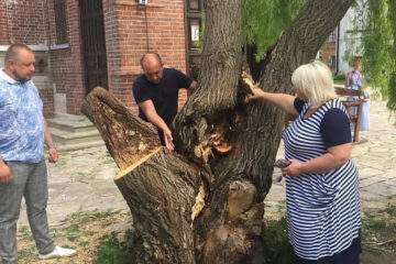 Глава Зеленодольского района дал поручение сделать все возможное для сохранения дерева.