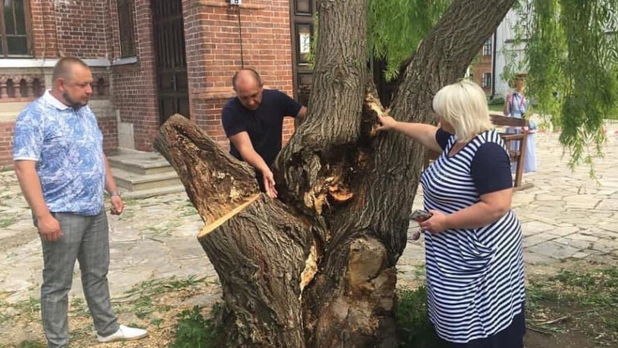 Глава Зеленодольского района дал поручение сделать все возможное для сохранения дерева.