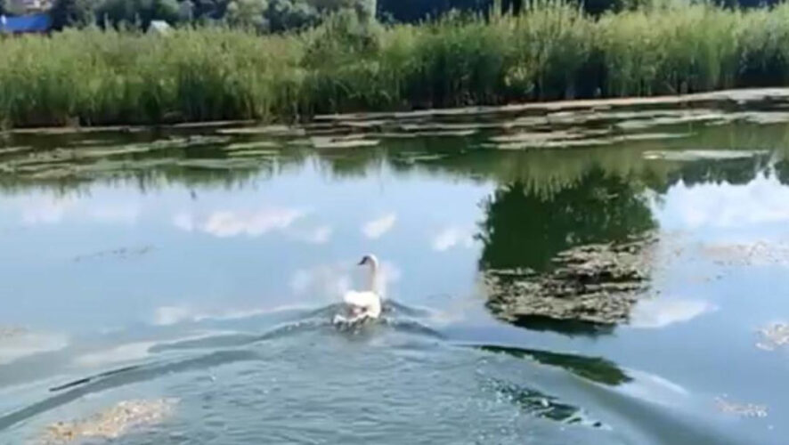 Птицу выпустили в озеро Каракуль.