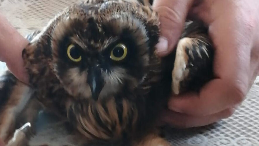 Детеныши выпали из гнезда и были обречены на верную смерть.