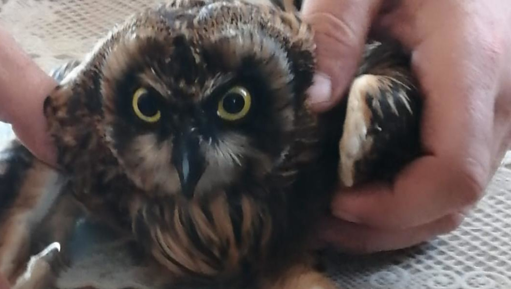 Детеныши выпали из гнезда и были обречены на верную смерть.