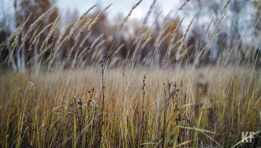 Пессимистичные прогнозы прозвучали в столице Татарстана на международной выставке «АгроВолга».