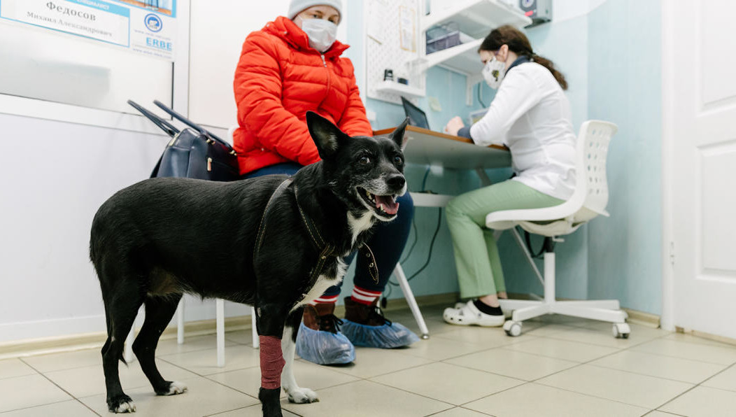 В составе противовоспалительного лекарства впервые использовали солодку.