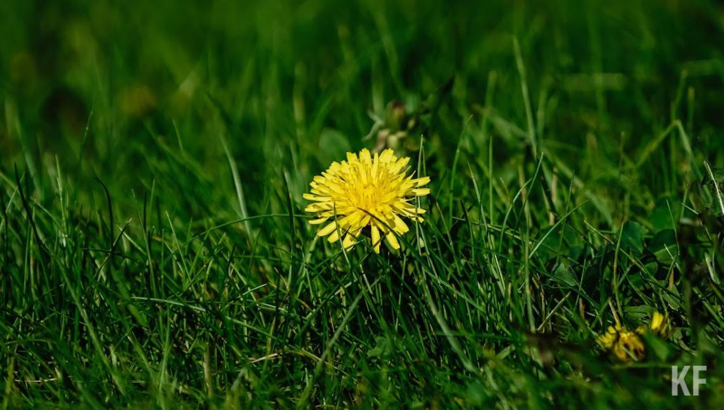 За одуванчики и мяту россиянам не придется платить.