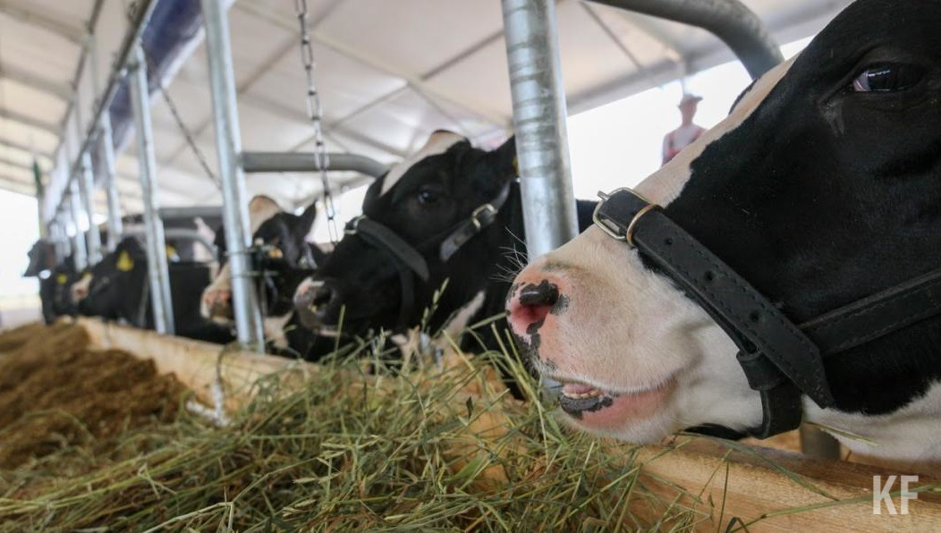 Теперь животноводы в любой точке республики могут связаться с ветеринарами и зоотехниками в любое время суток.