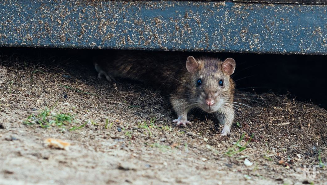 Аналогичные акции прошли на прошлой неделе в Бирмингеме.
