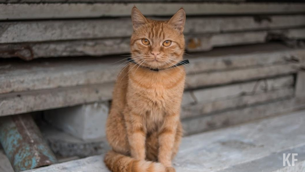 Однако в маркетплейсах до сих пор остаются аналогичные изделия для собак.