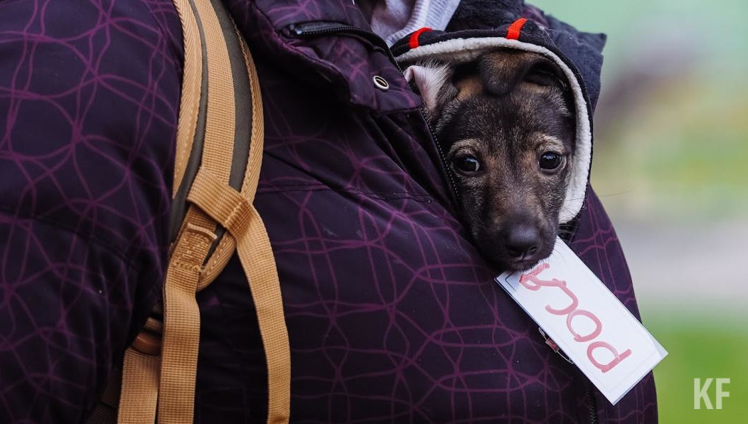 Одно из них звучит так: в местах массового скопления людей на питомце должны быть короткий поводок и намордник.