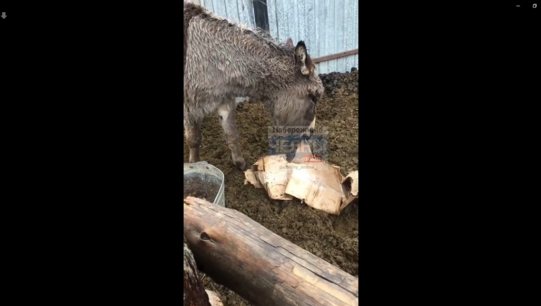 Посмотрев видео с жевавшим картонную коробку ослом и едва передвигавшимся верблюдом Владимир Бурматов направил запросы Рустаму Минниханову
