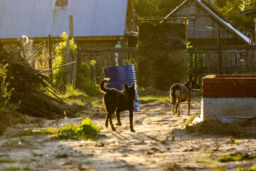 Владельцев животных ждут в поселке Отары.
