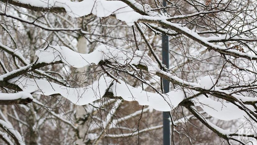 На 34 местах погребения растения признаны аварийными.