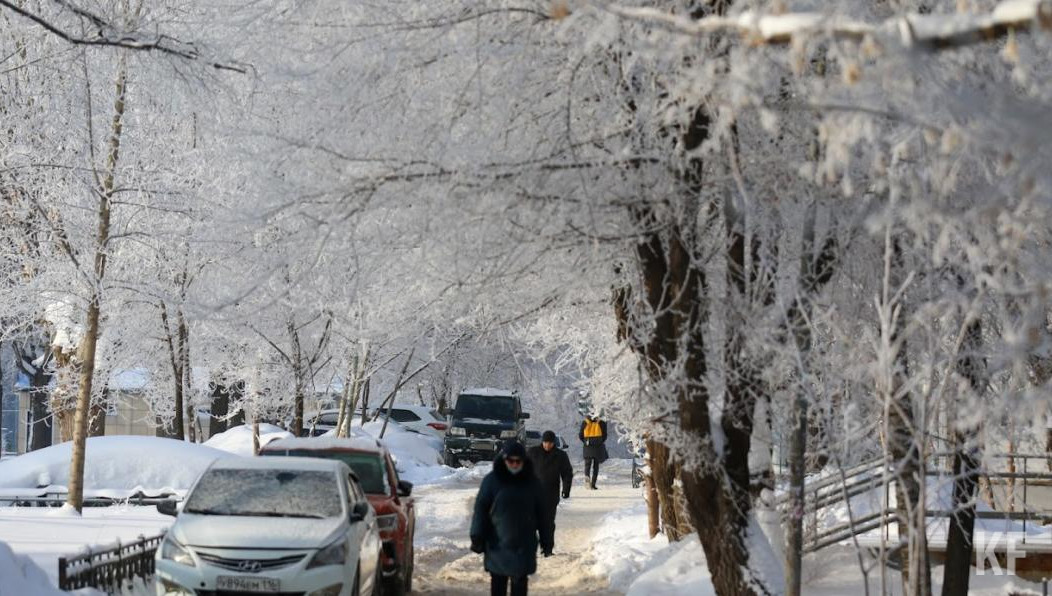 Также в городе высажено 13
