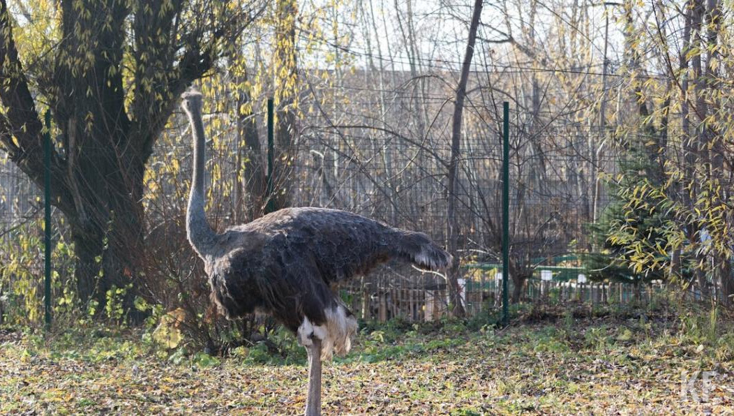 Владельцы предполагают