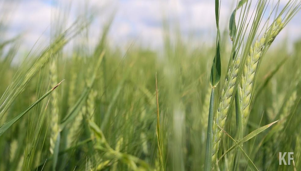 Первый укос многолетних трав надо закончить до 15 июня