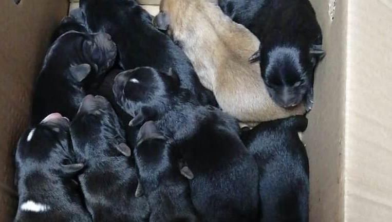 Мужчина собирался топить малышей.