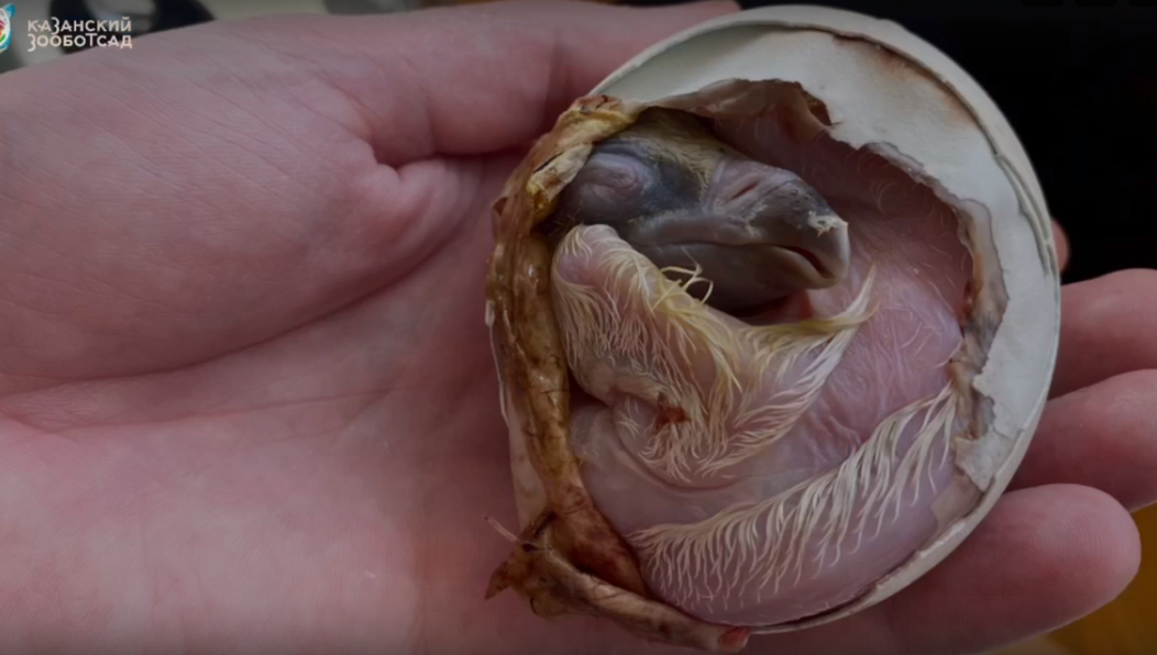 Процесс контролировали врачи учреждения