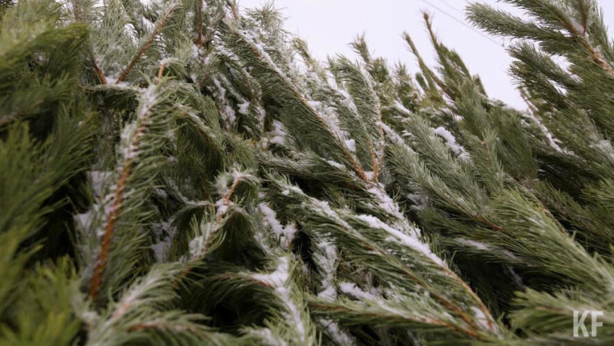 Самая дешевая из них обойдется в 550 рублей.