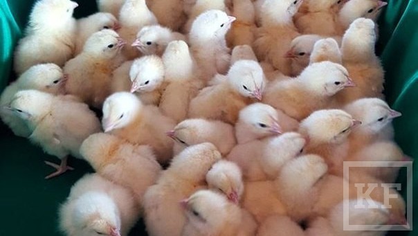 Выводок цыплят подарил Клуб инвесторов Татарстана президенту республики Рустаму Минниханову