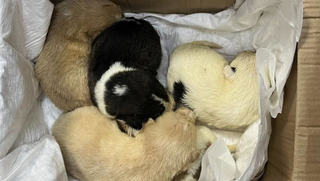 Таким образом она решила напомнить местной администрации об обещании построить приют для бездомных животных.