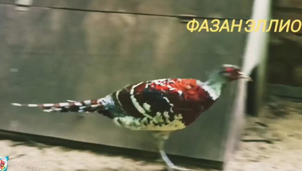 Фазан Свайно в природе населяет горные леса Тайваня.