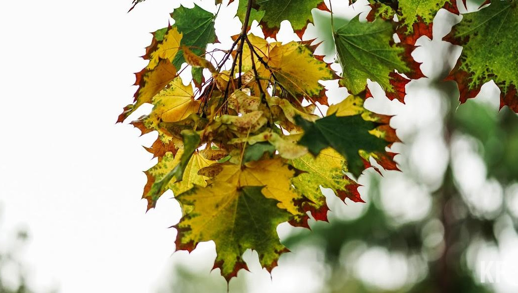 Антициклон принесет малооблачную погоду без осадков.